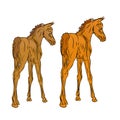 Monochrome drawn image of two white foals of the Arabian horse breed on a orange v background.